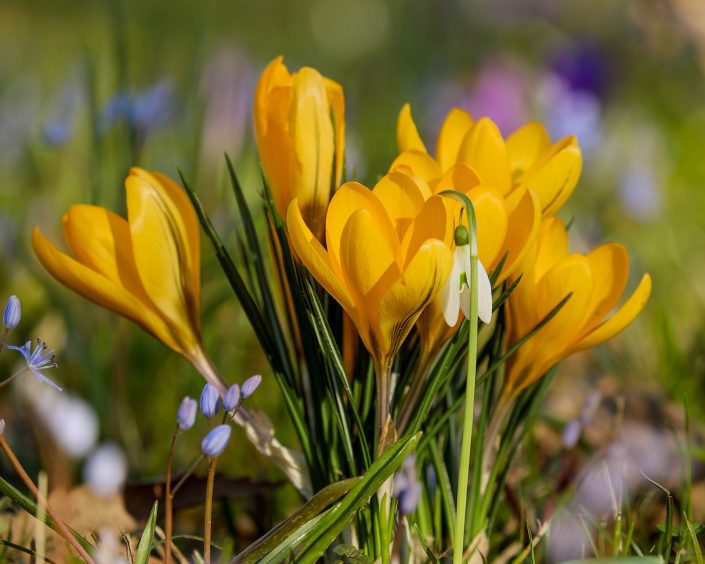Lente Menu Lente Menu